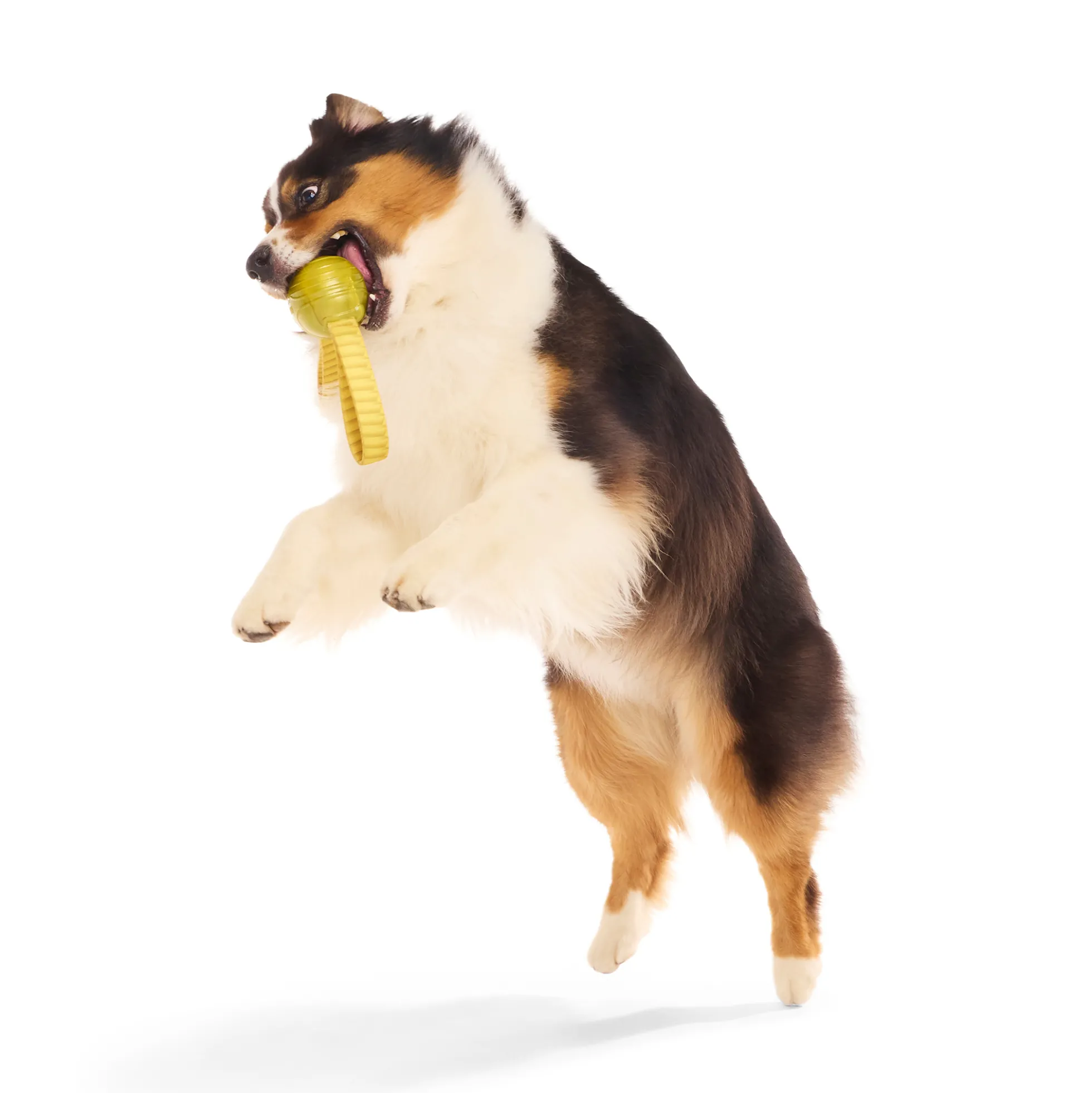 Bark Harry Potter Golden Snitch