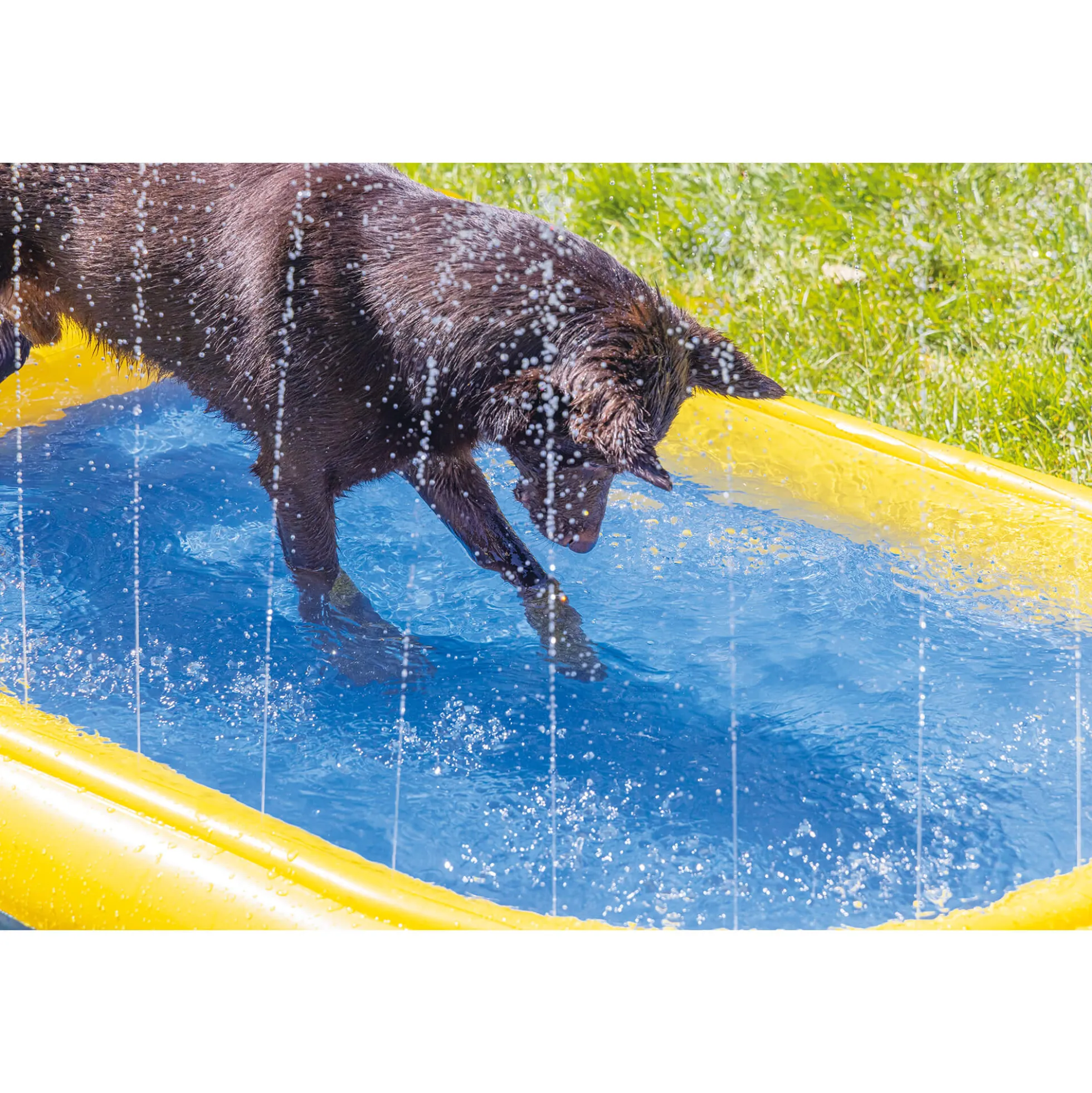 Beeztees Piscina per Cani Palmy