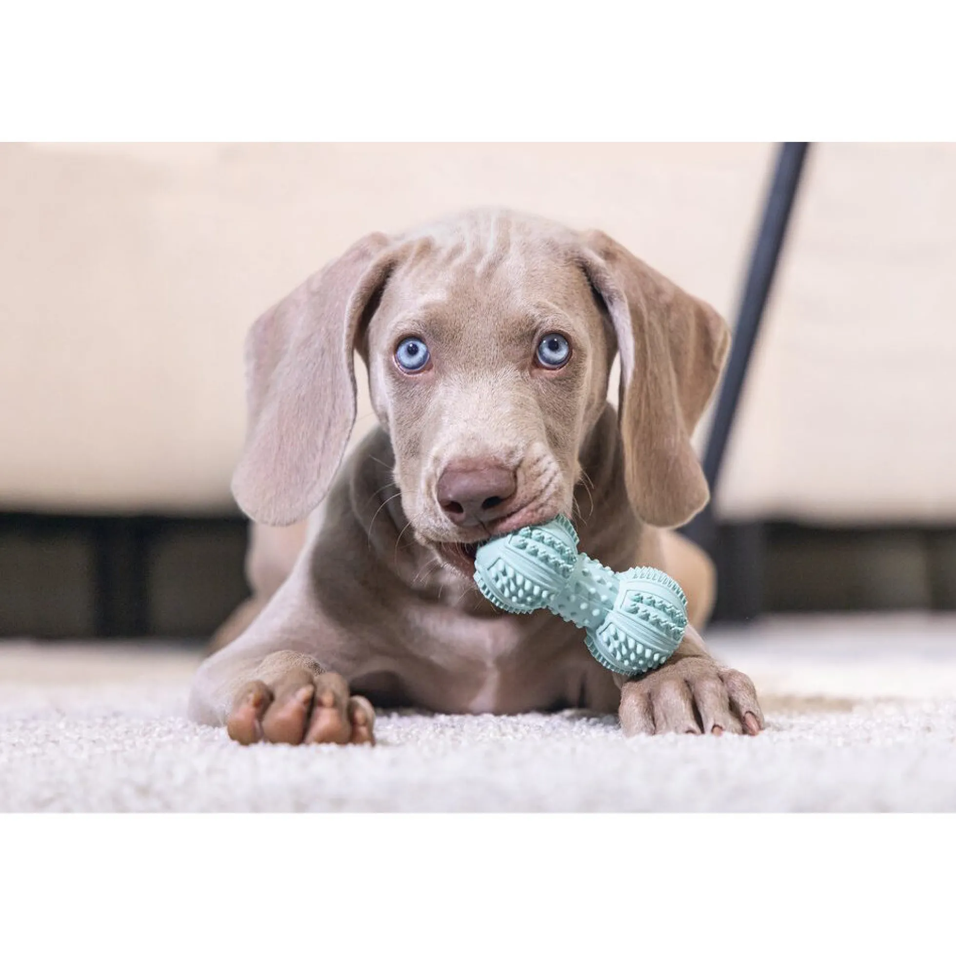 Beeztees Puppy Dental Halter