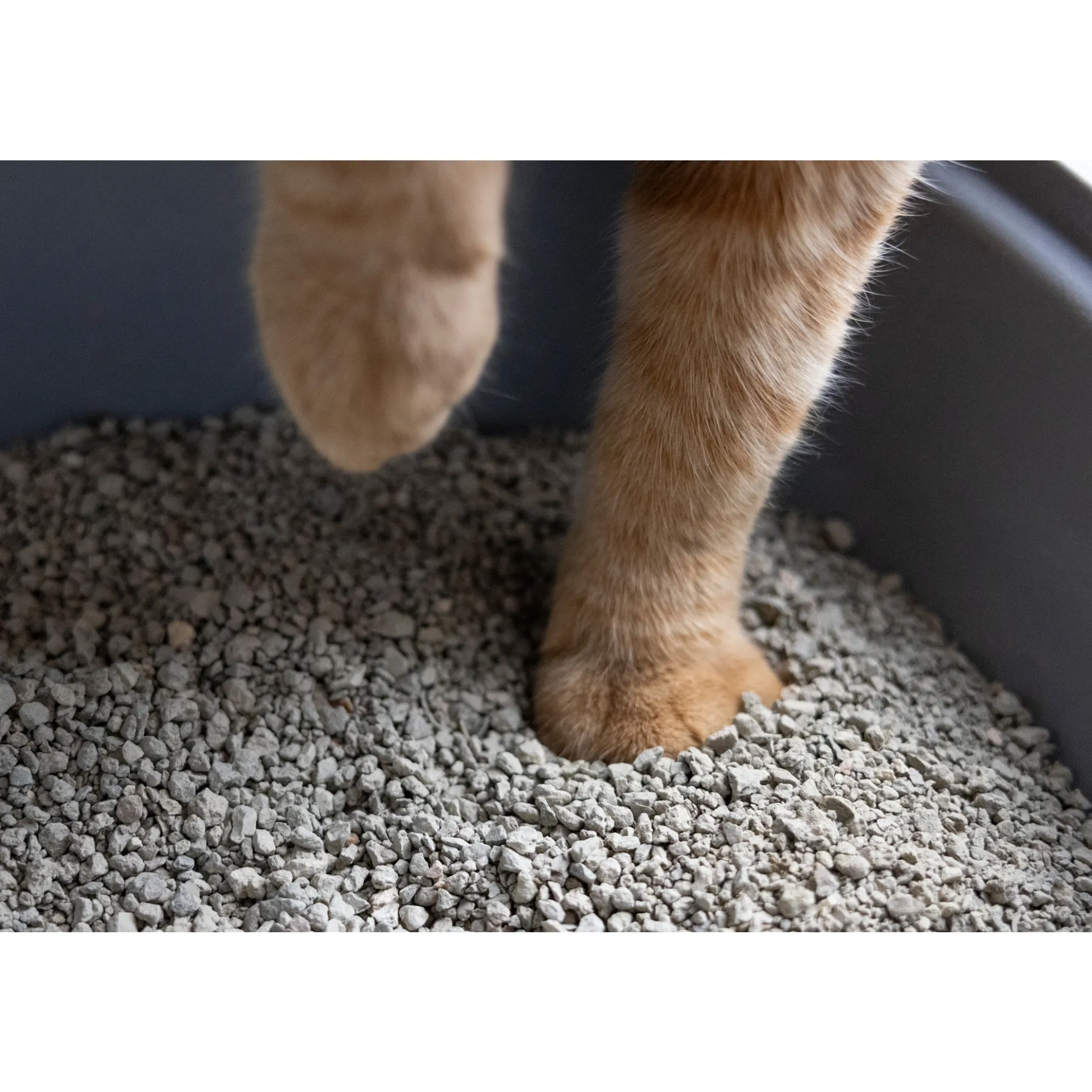 Gritty Lettiera per Gatti Agglomerante