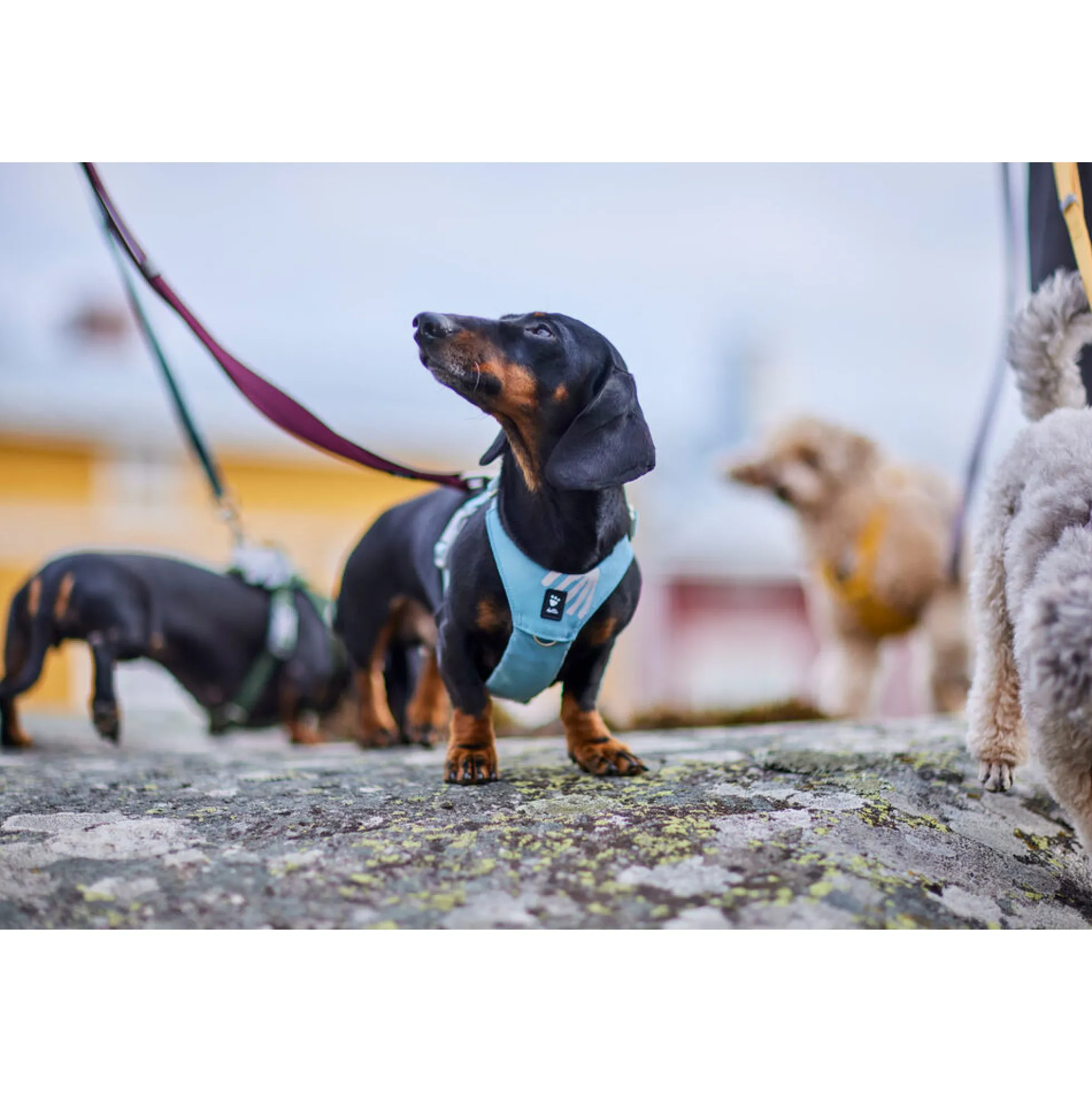 Hurtta Harness Seeker