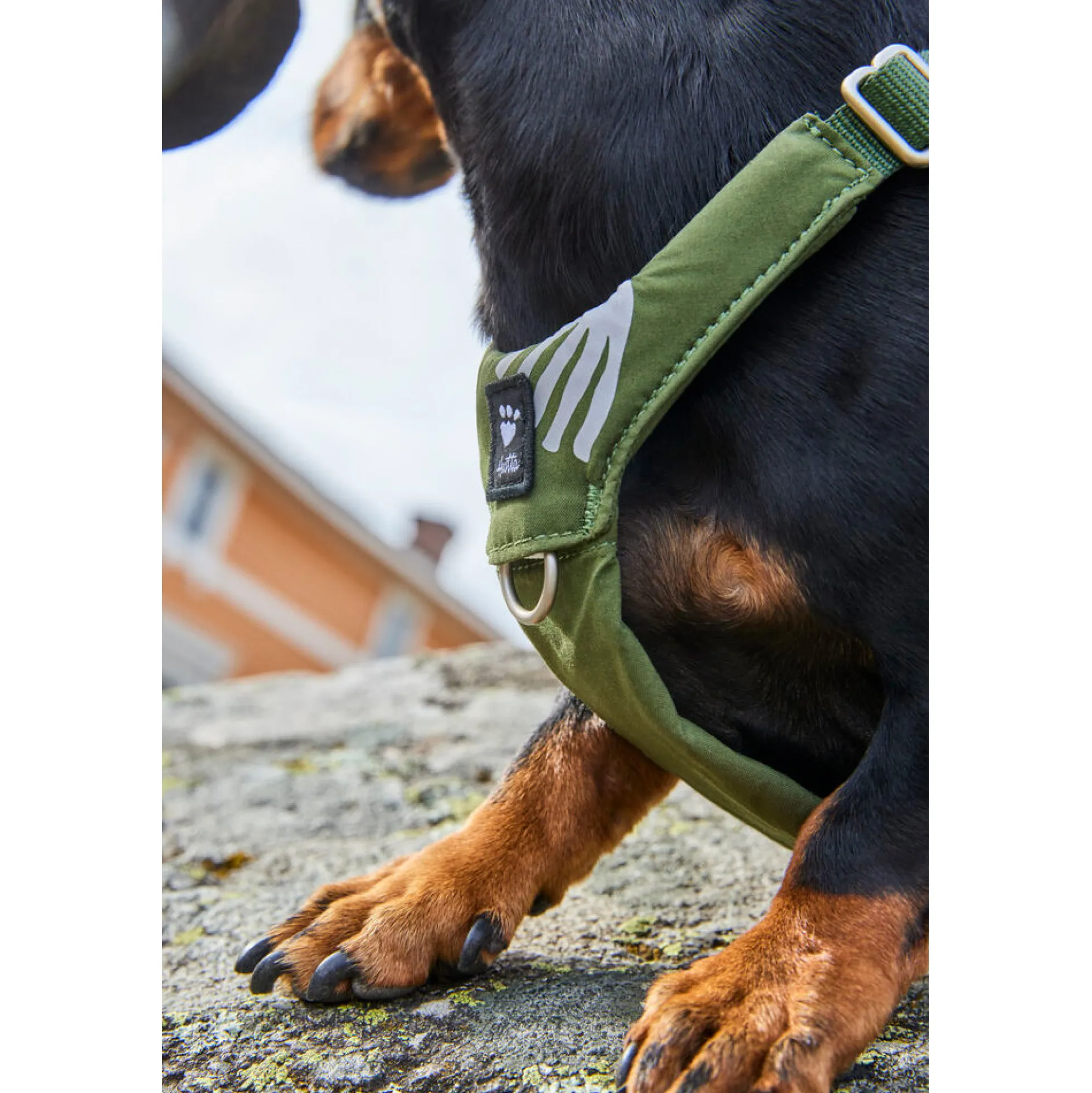 Hurtta Harness Seeker
