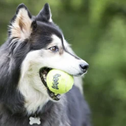 KONG AirDog Squeakair Ball With Rope