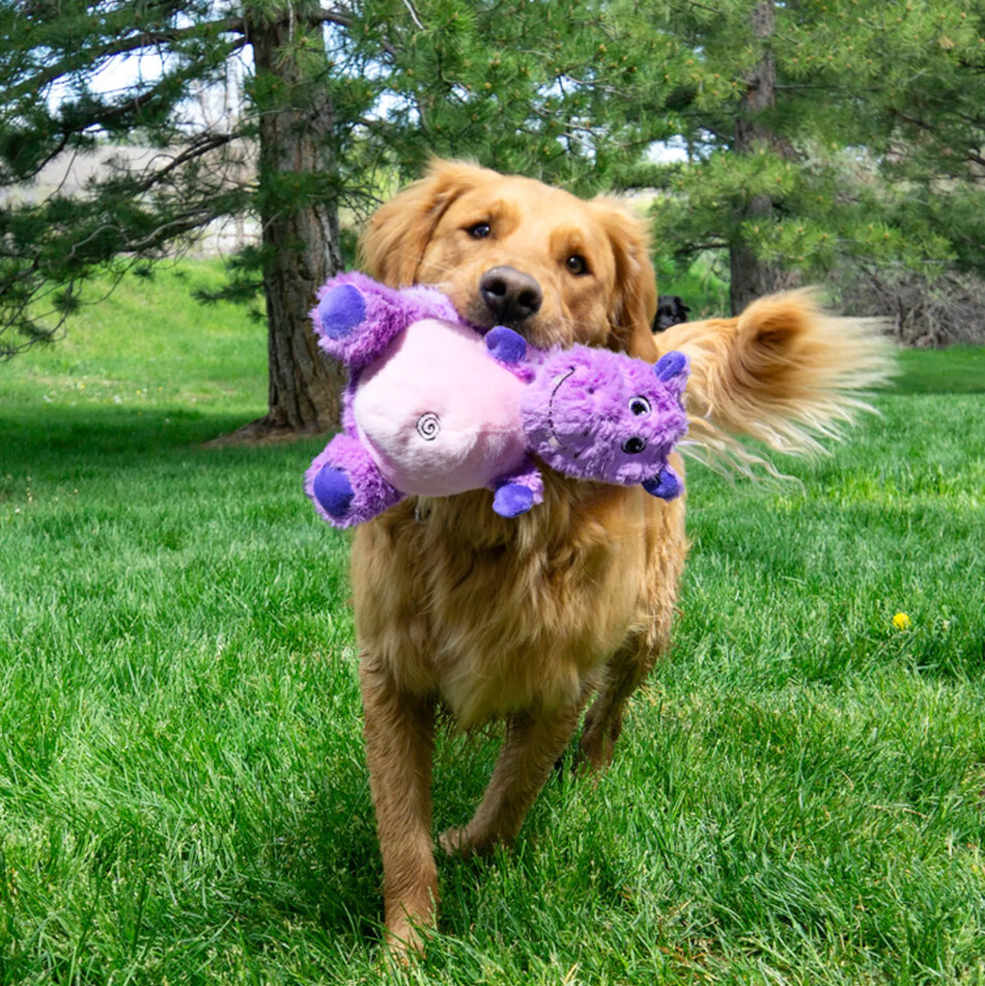 KONG Knots Belly