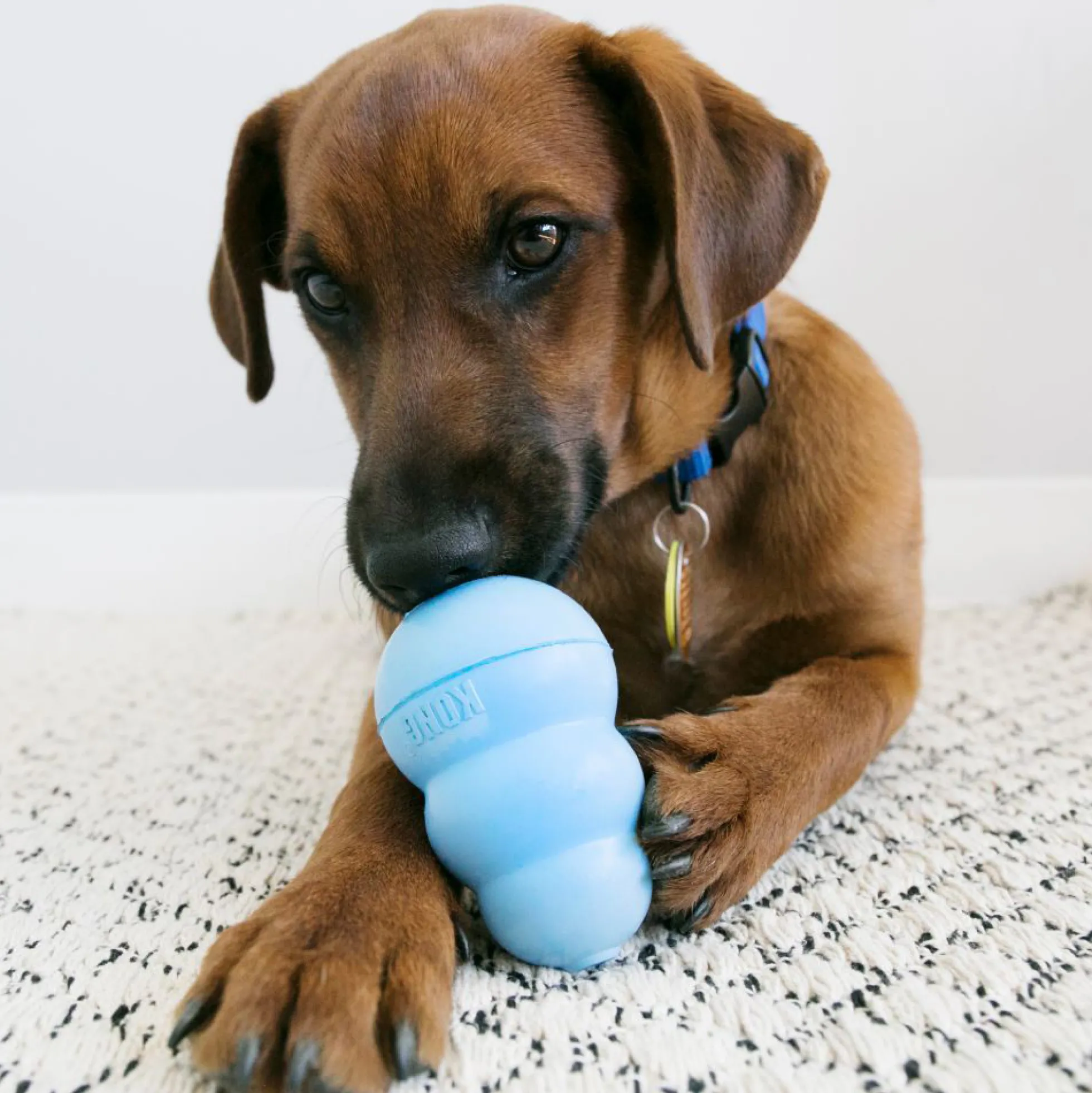 KONG Puppy Snacks