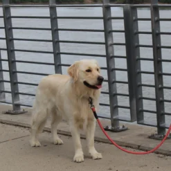 KONG Rope Leash
