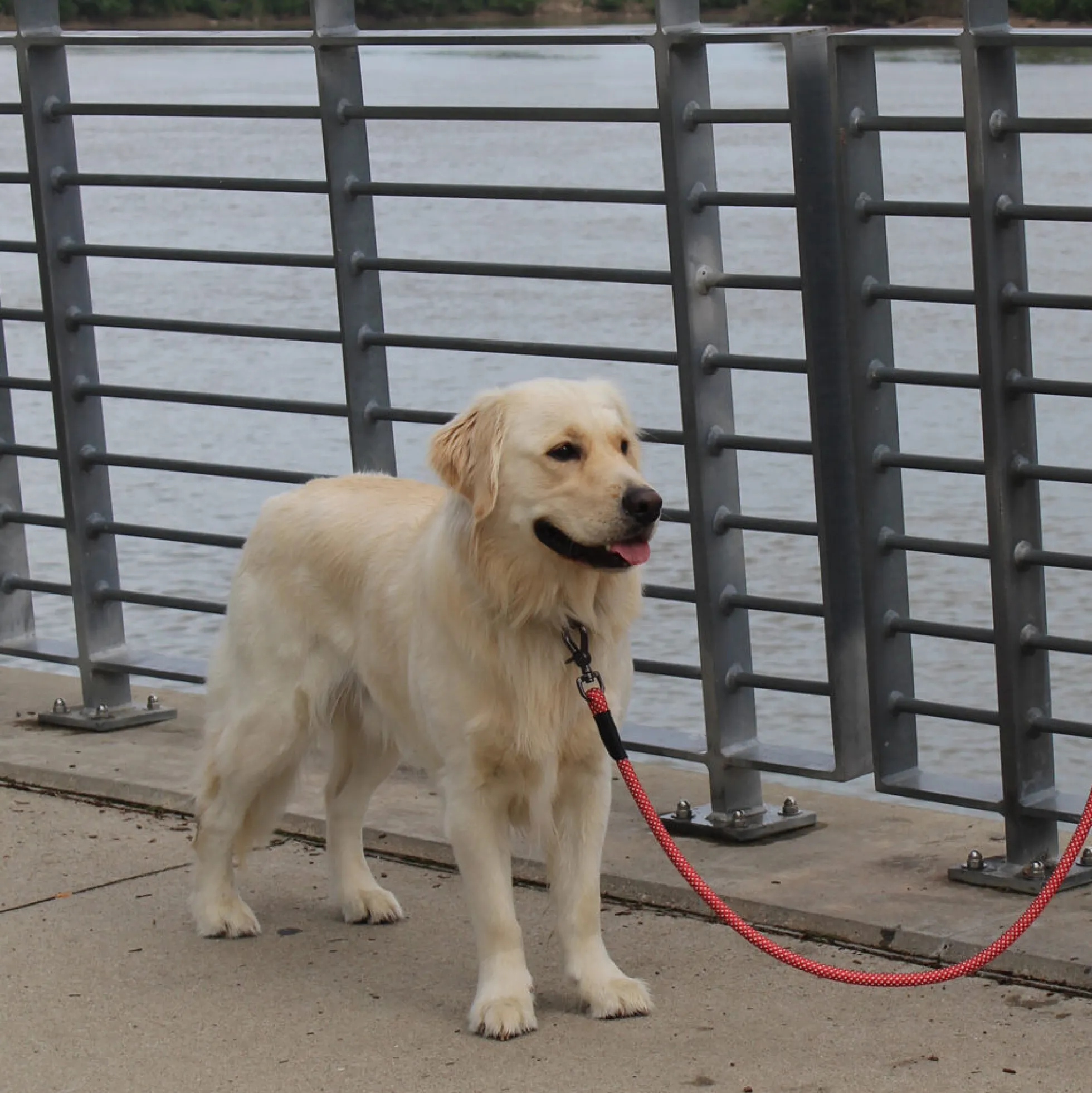 KONG Rope Leash