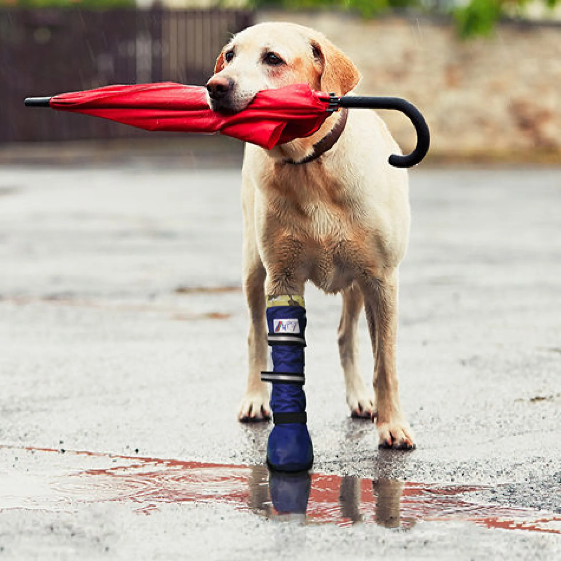 Medical Pet Shirt Boot