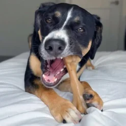 Nylabone Gourmet Strong Chew Giant Bone
