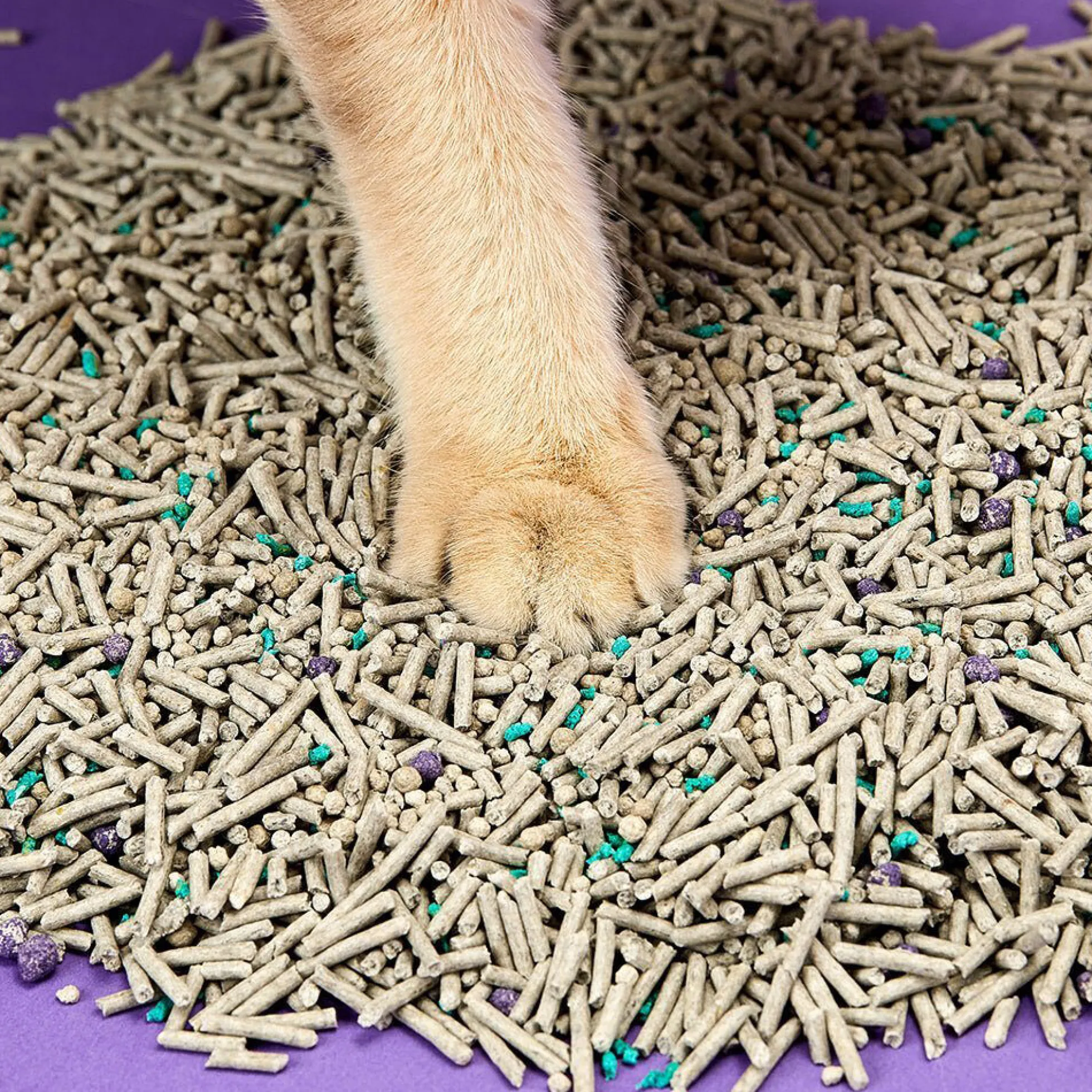 PETKIT 5 in 1 Lettiera Mista per Gatti