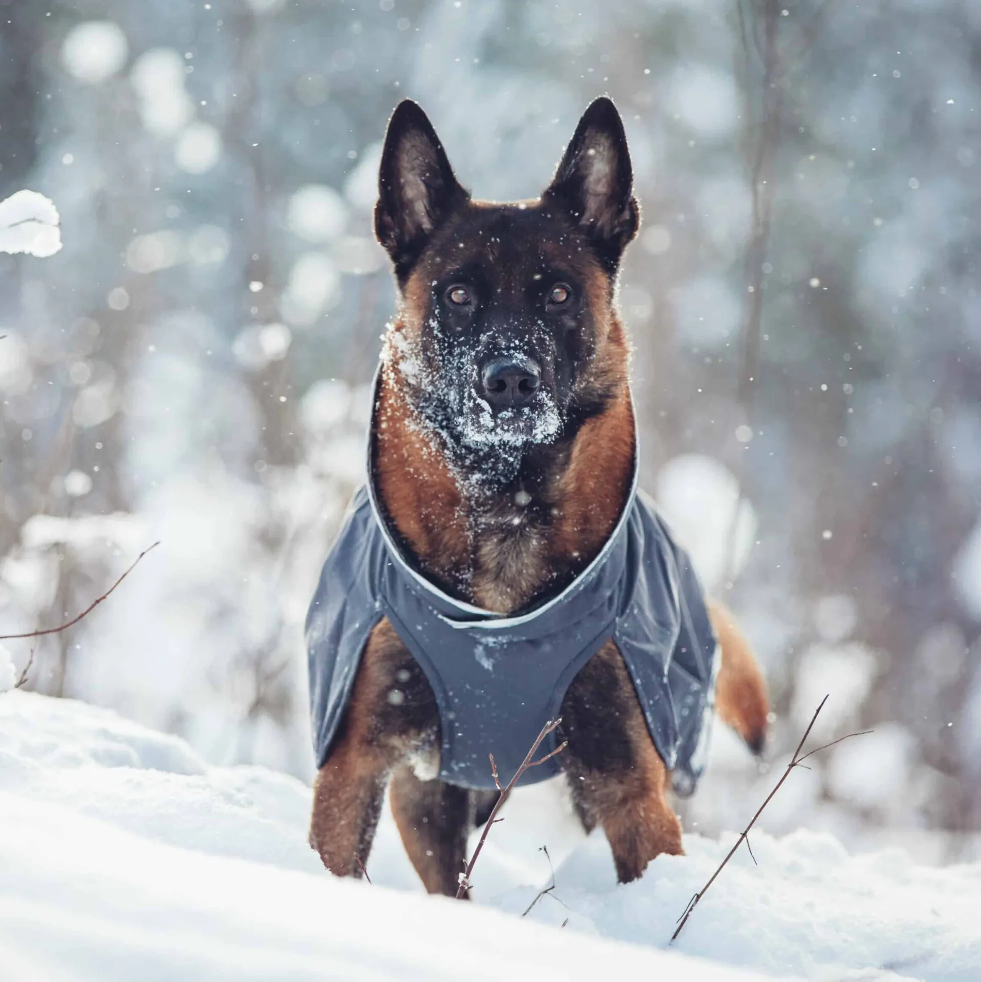 Pomppa Kevyt Cappotto per cani