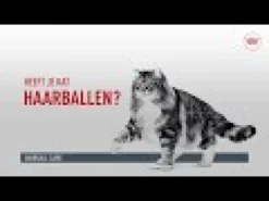 Royal Canin Hairball Care in Gravy - Cibo per Gatti