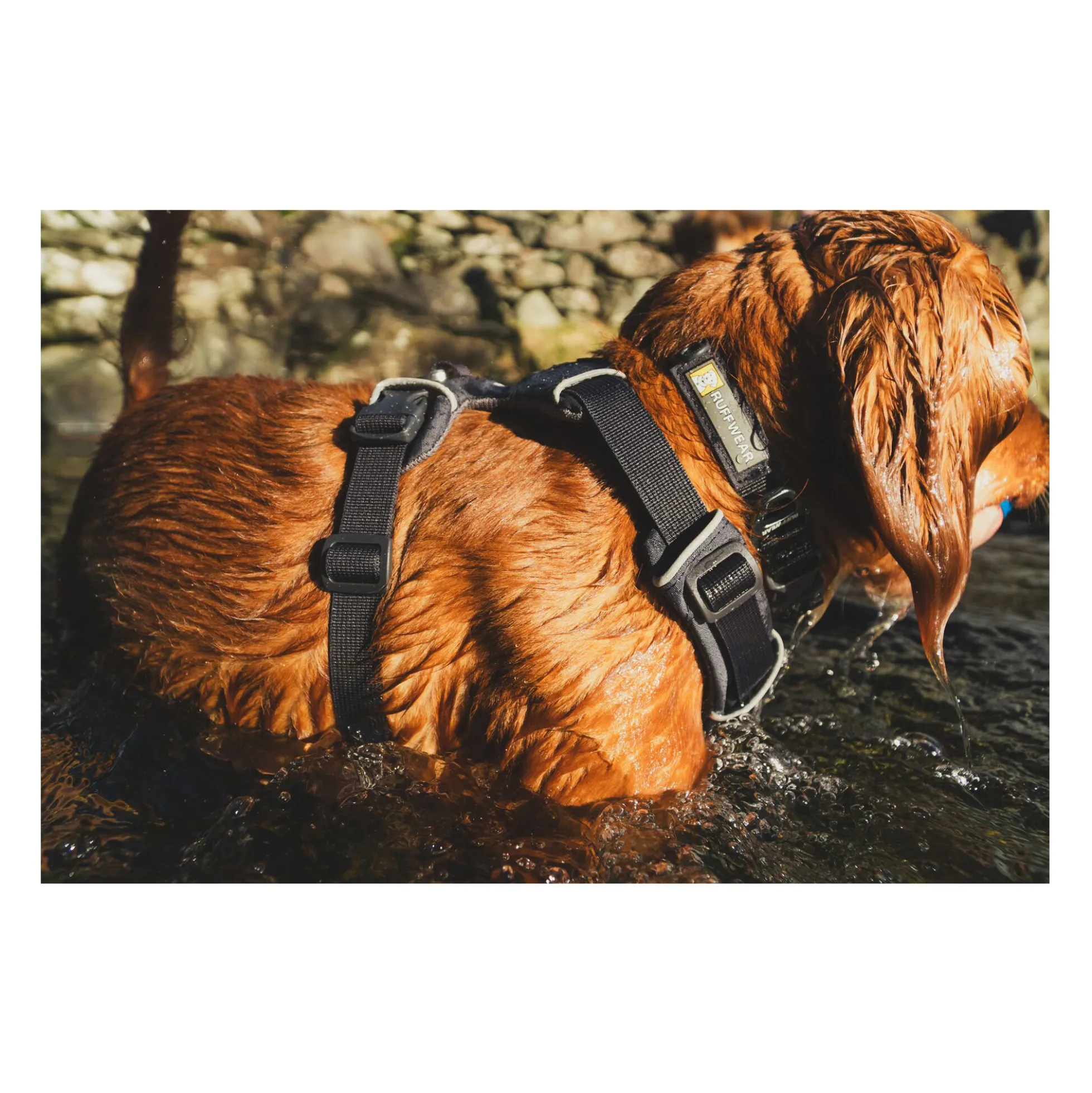 Ruffwear Front Range Harness