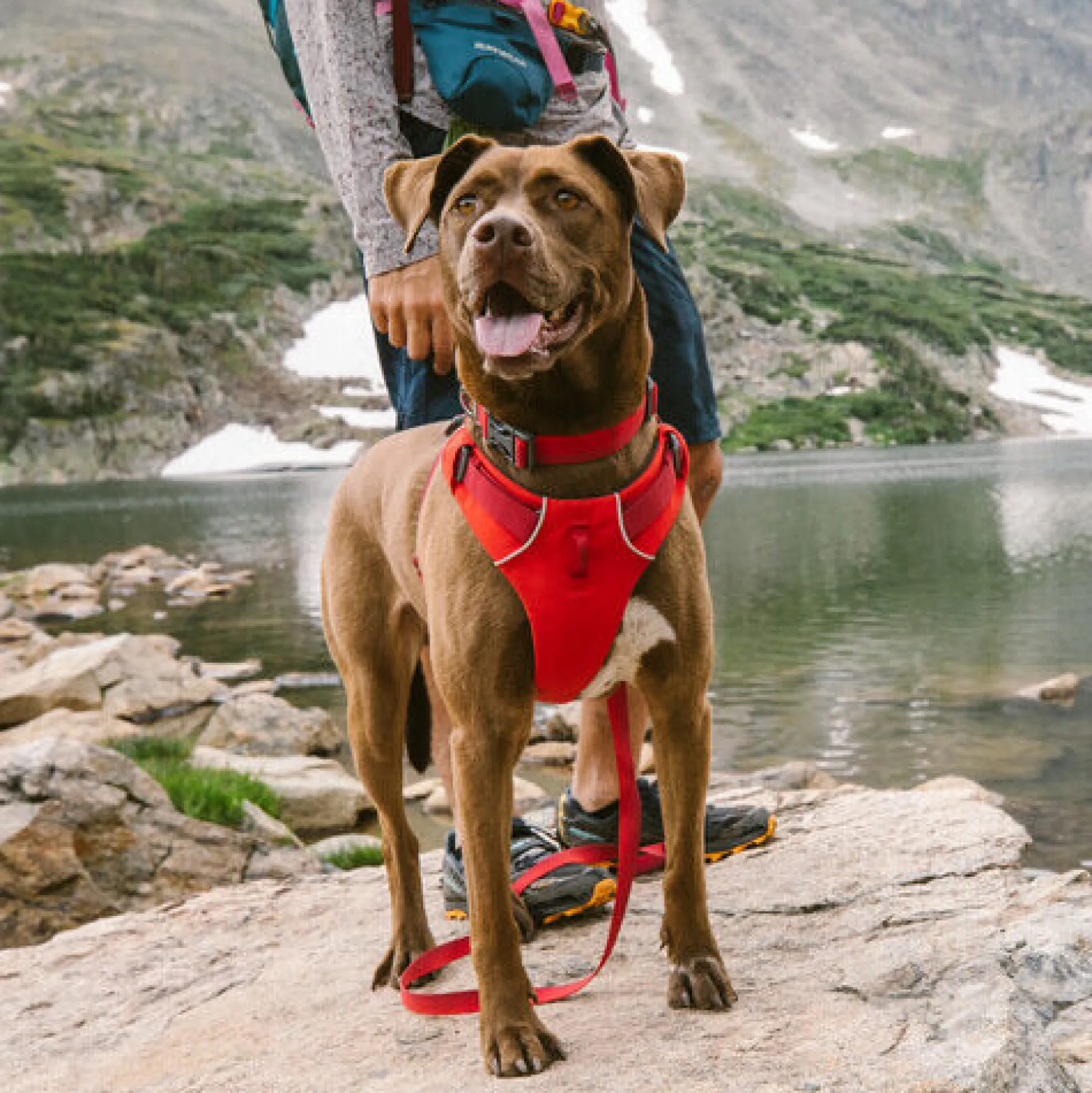 Ruffwear Front Range Harness