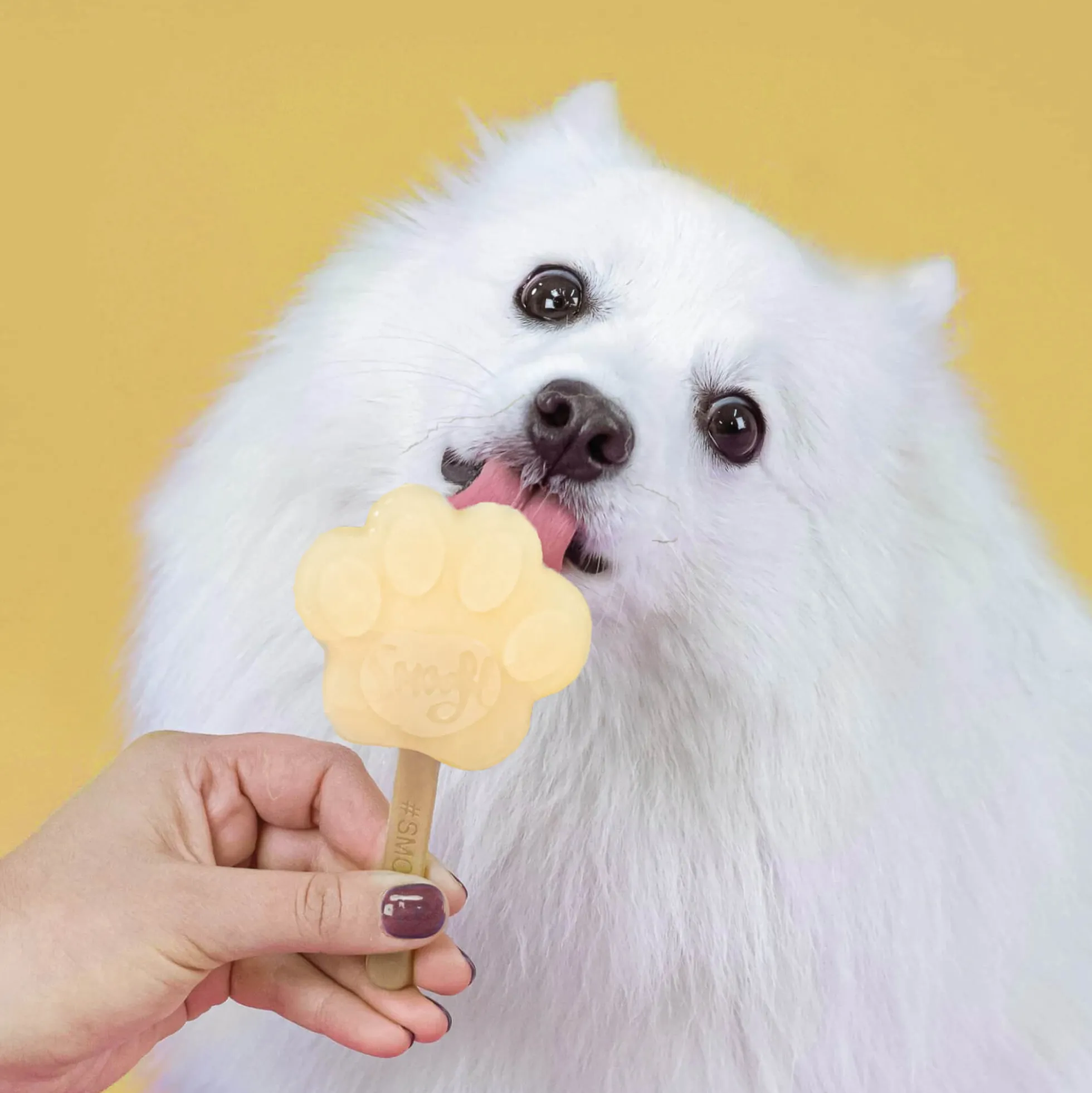Smoofl Dog Ice Starter Kit