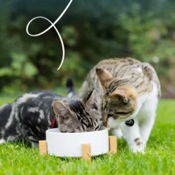 Yarrah - Bio Paté Gatto - Vaschetta - Pollo e Manzo